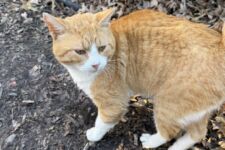 Photo of Orange White 1 Photo of Orange White 1